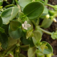 Leptopetalum biflorum (L.) Neupane & N.Wikstr.